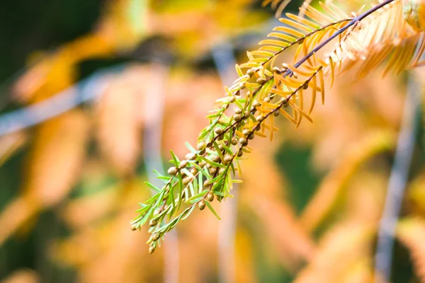 Metasequoia Glyptostroboides Дерево Осінь Осінь Близькі Дерева Цінандалі Кахеті Джорджія — стокове фото