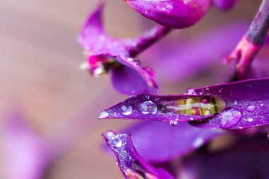 Bitki yapraklarındaki çiy, su yansıması, sisli ve sisli havada damlalar ve çiy damlaları, gündüz ve açık havada