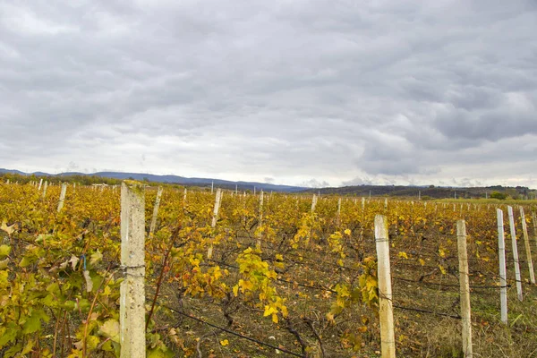 Weingut Und Weingut Kacheti Georgien Landschaft Des Weinbaumtals Zur Herbstzeit — Stockfoto