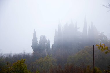 Gürcistan 'da orman ve ağaçlar sis ve sis içinde.