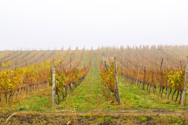 Georgia, Kakheti 'de şarap ve şarap deposu. Sonbahar zamanı üzüm ağaçları vadisinin manzarası