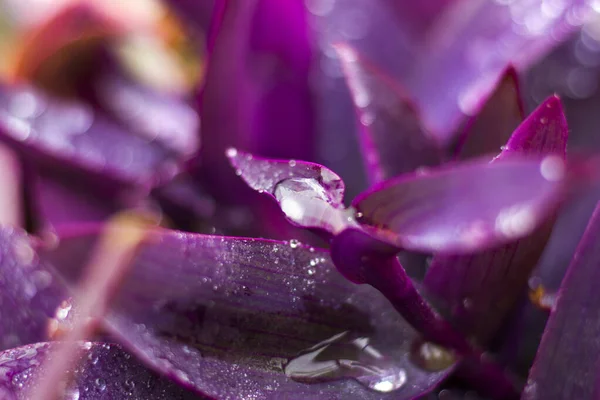 Dew Plant Leaves Water Reflection Drops Dew Misty Foggy Weather — Stock Photo, Image