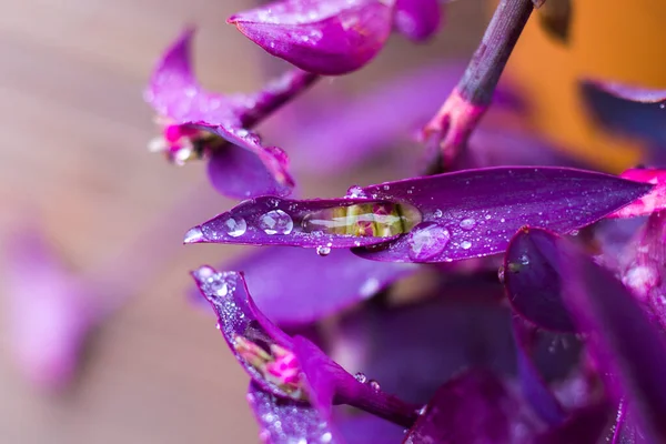 Dew Plant Leaves Water Reflection Drops Dew Misty Foggy Weather — Stock Photo, Image