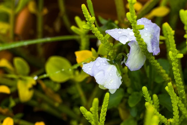 Orvalho Nas Folhas Planta Reflexão Água Gotas Orvalho Tempo Nebuloso — Fotografia de Stock