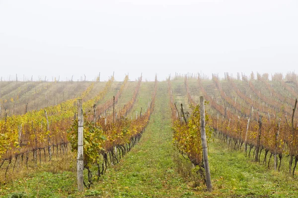 stock image Winery and wine yard in Kakheti, Georgia. Landscape of grape trees valley at autumn time