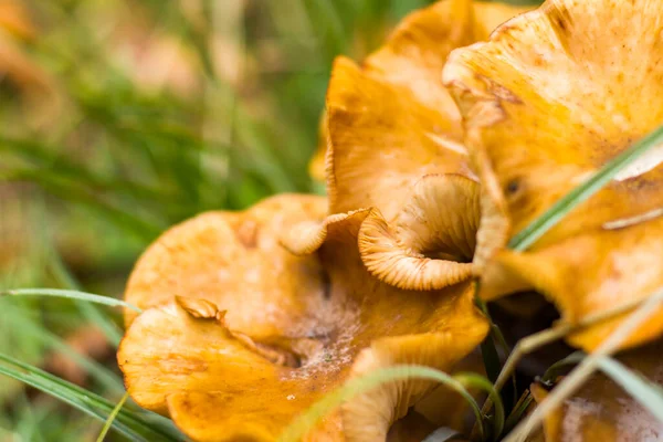 Träsvamp Skog Och Mark Stor Ätbar Svamp Georgien — Stockfoto