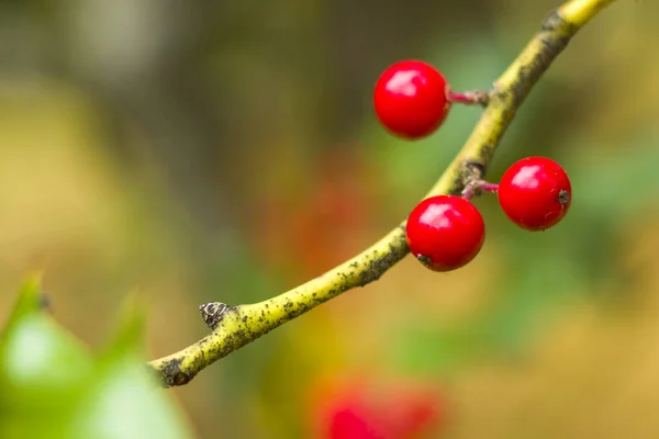 Echte Weihnachtsbeeren Makro Und Nahaufnahme Baum Und Verlassen Hintergrund — Stockfoto