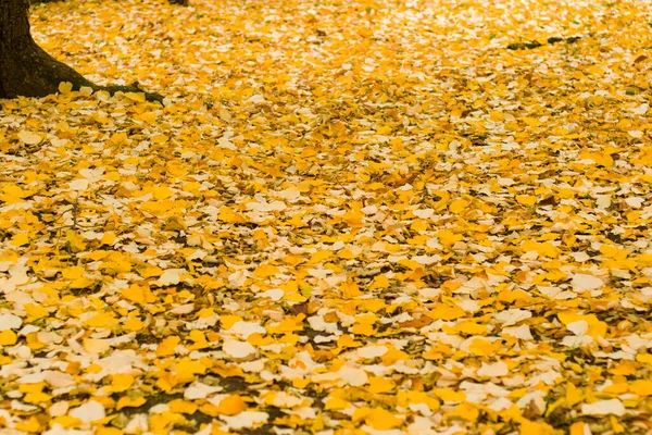 Yellow Leaves Land Background Texture Nature Autumn Fall — Stock Photo, Image