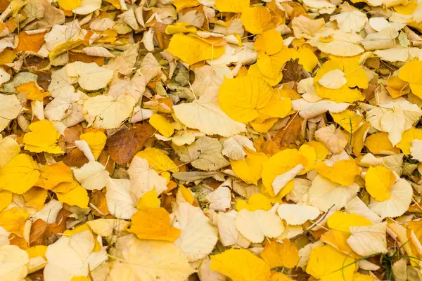 Arkaplanda Sarı Yapraklar Doku Tabiat Sonbahar Sonbahar — Stok fotoğraf