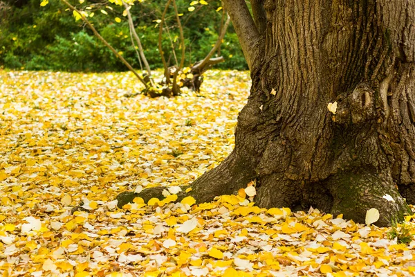 Park Ogród Tsinandali Kacheti Gruzja Krajobraz Jesiennego Parku — Zdjęcie stockowe