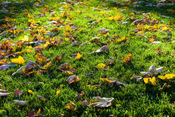 Folhas Amarelas Grama Verde Luz Solar Brilhante Outono Outono Fundo — Fotografia de Stock