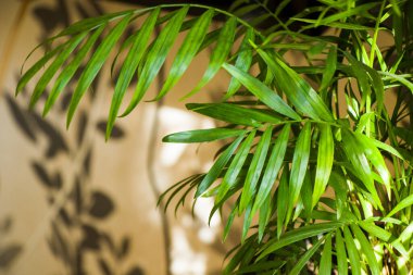 Kapalı palmiye ağacı, Krisalidokarpus Lutescens Areca bitkileri, ev dekorasyonu hava tesisleri, yeşil arka plan.