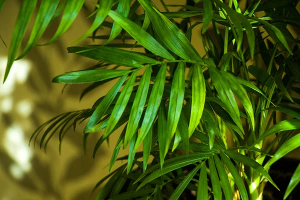 Wewnętrzne Drzewo Palmowe Chrysalidocarpus Lutescens Areca Rośliny Dekoracji Wnętrz Roślin — Zdjęcie stockowe