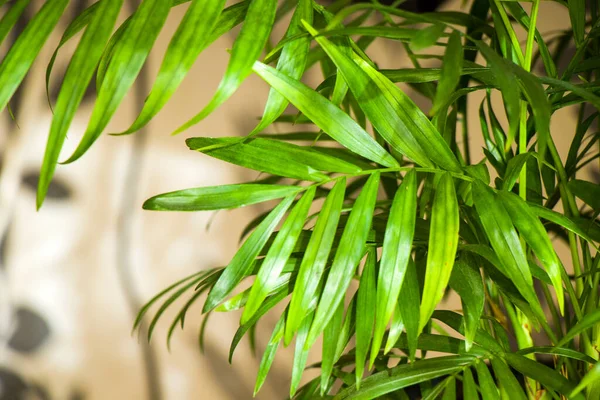 屋内ヤシの木 クリサリドカルス ルテセンスアレカ植物 家の装飾空気植物 緑の背景 — ストック写真