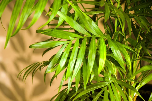 屋内ヤシの木 クリサリドカルス ルテセンスアレカ植物 家の装飾空気植物 緑の背景 — ストック写真