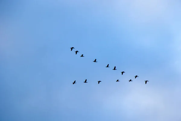 Pájaro Volando Cielo Fondo Cielo Nublado — Foto de Stock