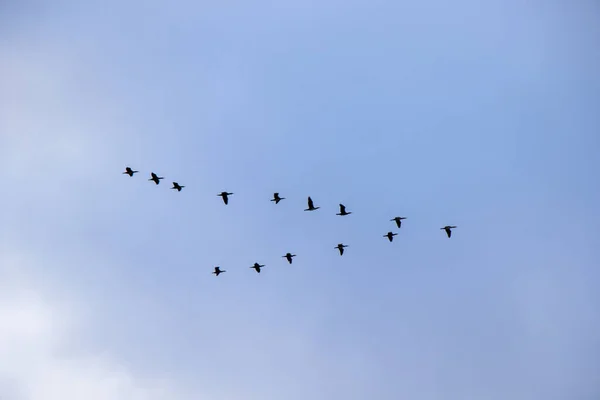 Pássaro Voando Fundo Céu Céu Nublado — Fotografia de Stock