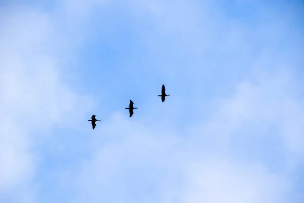 鳥の空の背景に飛んで 曇りの空 — ストック写真