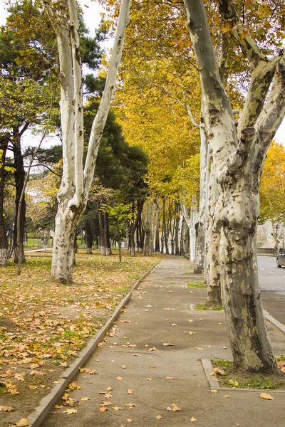 Ash Tree Park Paisagem Vista Tbilisi Geórgia Tema Outono — Fotografia de Stock