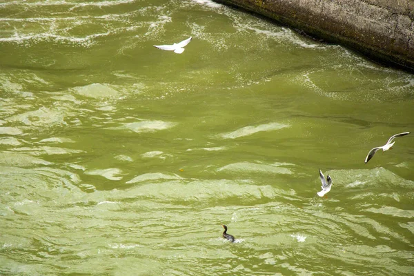 Mouettes Sur Eau Rivière Mtkvari Tbilissi Géorgie Oiseau Dans Eau — Photo