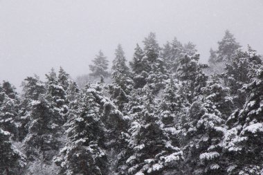 Çam ağaçları ormanı ve kar yağarken vahşi, dalda kar, Georgia 'da karlı çam ağaçları...