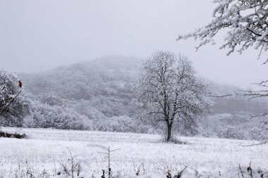 Kar yağarken orman ve vahşi, dalda kar, Georgia 'da karlı ağaçlar...