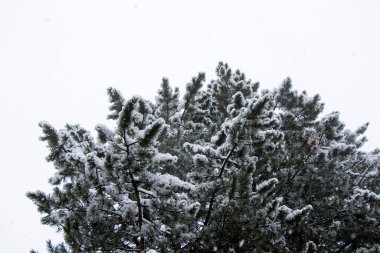 Çam ağaçları ormanı ve kar yağarken vahşi, dalda kar, Georgia 'da karlı çam ağaçları...