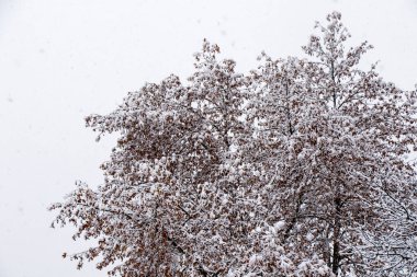 Kar yağarken orman ve vahşi, dalda kar, Georgia 'da karlı ağaçlar...