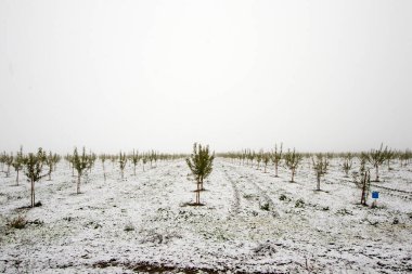Kar yağışı, kış manzarası, ağaçlar ve kar boyunca badem bahçesi ve bahçe.