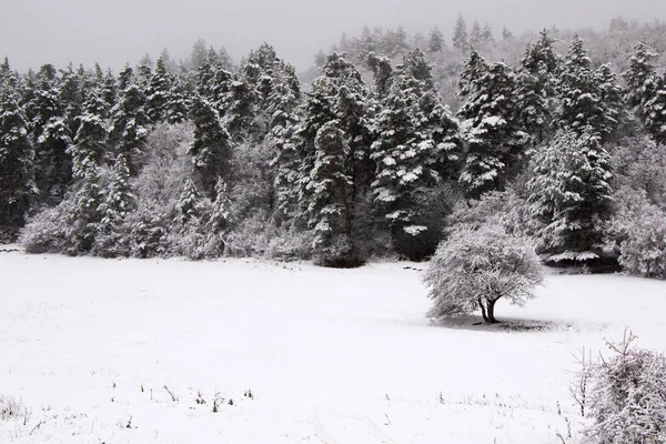 Kiefernwald Und Wild Bei Schneefall Schnee Auf Dem Ast Schneebedeckte — Stockfoto