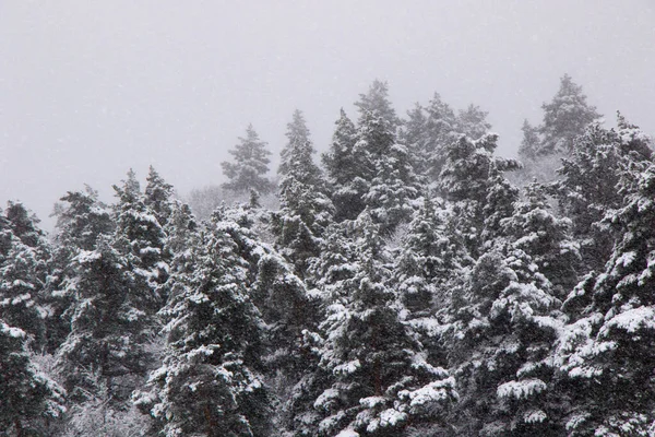 Kiefernwald Und Wild Bei Schneefall Schnee Auf Dem Ast Schneebedeckte — Stockfoto