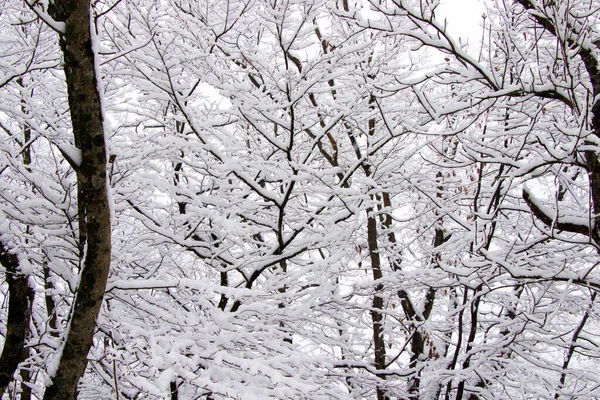 Wald Und Wild Bei Schneefall Schnee Auf Dem Ast Verschneite — Stockfoto