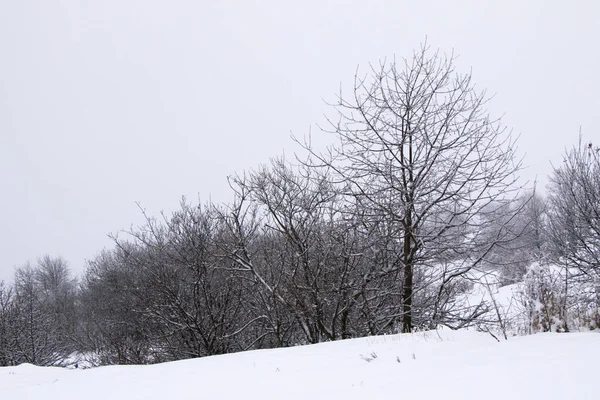 Bosque Silvestre Durante Las Nevadas Nieve Rama Árboles Nevados Paisaje —  Fotos de Stock