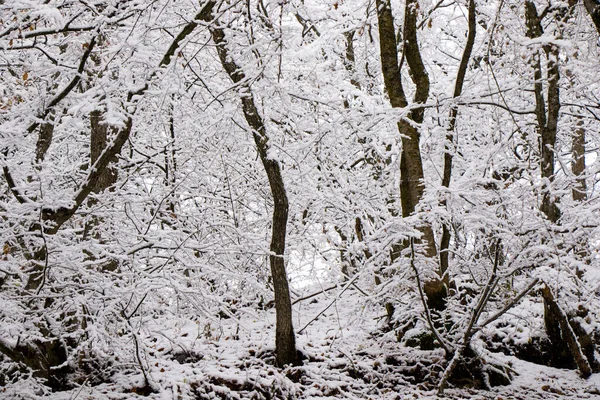 Bosque Silvestre Durante Las Nevadas Nieve Rama Árboles Nevados Paisaje —  Fotos de Stock