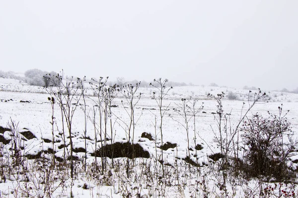 Лес Дикая Природа Время Снегопада Снег Ветке Снежные Деревья Грузии — стоковое фото