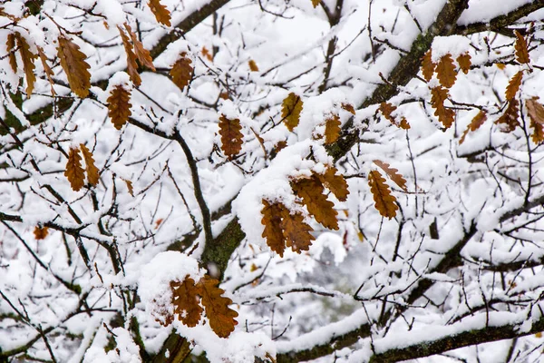 Oak tree during snowfall, snow on the branch of oak, snowy tree close-up and oak tree yellow leaves
