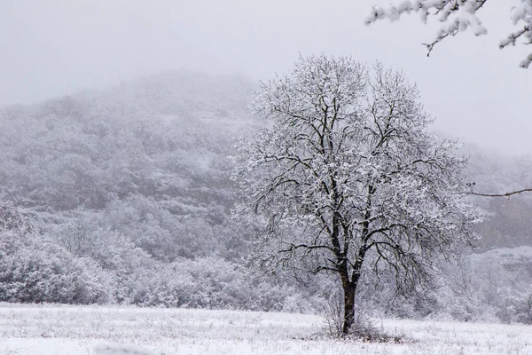 Wald Und Wild Bei Schneefall Schnee Auf Dem Ast Verschneite — Stockfoto