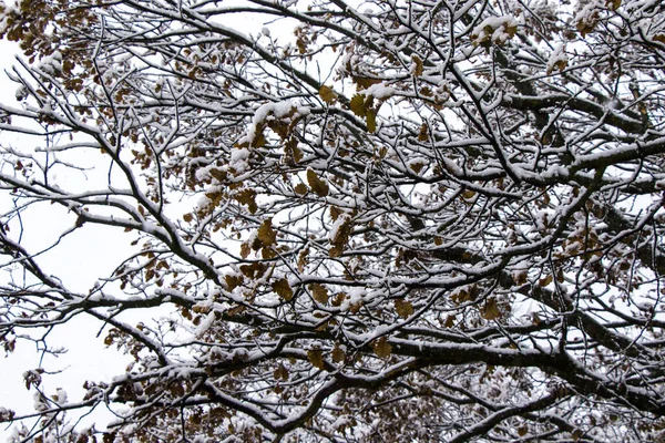 Wald Und Wild Bei Schneefall Schnee Auf Dem Ast Verschneite — Stockfoto