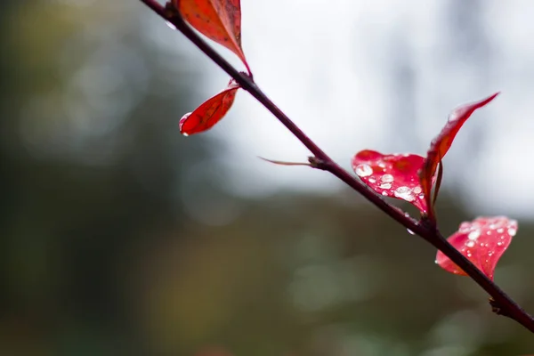 Sonbahar Yapraklarındaki Çiy Yansıması Sisli Sisli Havada Damlalar Çiy Damlaları — Stok fotoğraf