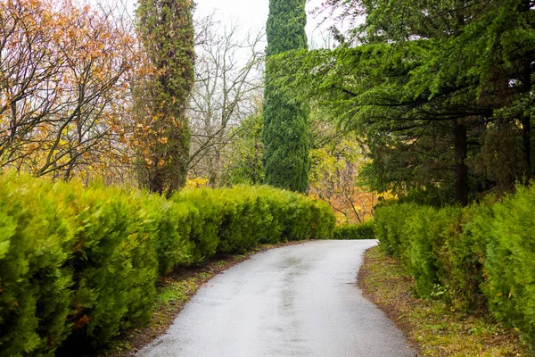 Jardín Botánico Tiflis Naturaleza Carretera Árboles Plantas Siempre Verdes — Foto de Stock