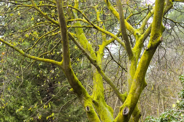 Ağacın Gövdesinde Yeşil Yosun Yeşil Ağaç — Stok fotoğraf