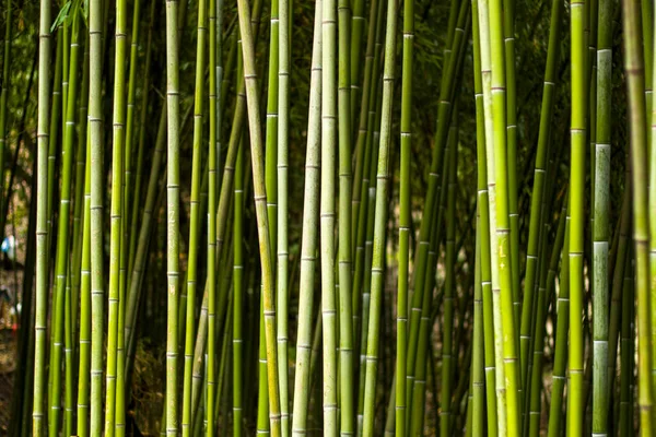 Tapeta Tło Natury Bambusowe Drzewa Ogrodzie Botanicznym Tbilisi — Zdjęcie stockowe
