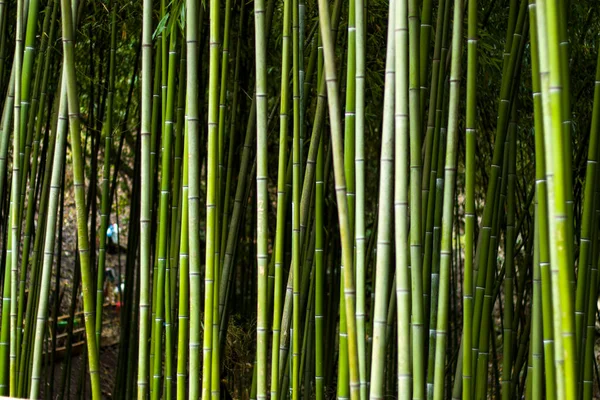 Wallpaper and background of nature, bamboo trees in Tbilisi botanic garden.