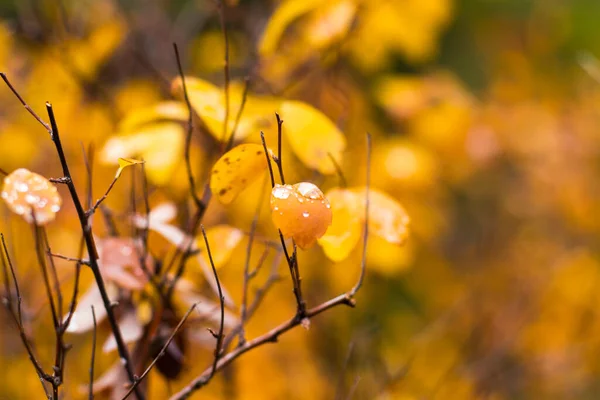 Sonbahar Yapraklarındaki Çiy Yansıması Sisli Sisli Havada Damlalar Çiy Damlaları — Stok fotoğraf
