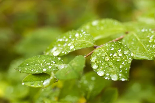 Dauw Herfstbladeren Waterreflectie Druppels Dauw Mistige Mistige Weer Dag — Stockfoto