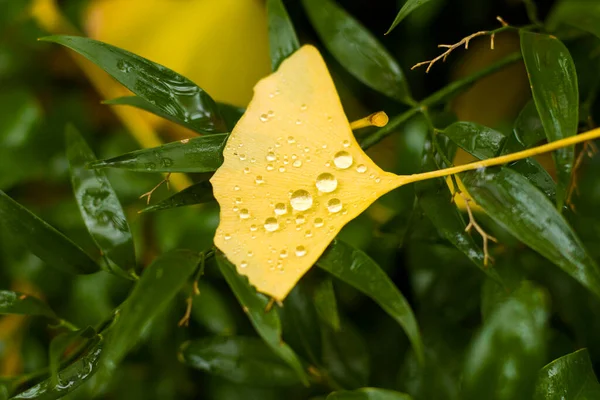 Осіннє Листя Білоби Осінньо Жовте Листя Гінкго Падіння Роси Дощу — стокове фото