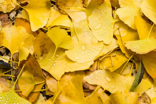Sonbahar Gingko Biloba Ağacı Yaprakları Sonbahar Sarısı Ginkgo Yaprakları Çiy — Stok fotoğraf