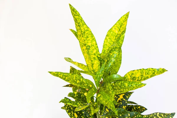 Croton Planta Deixar Fundo Close Amarelo Verde Planta Casa Cor — Fotografia de Stock