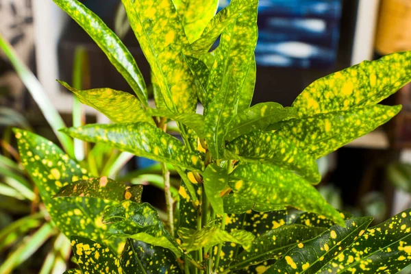 クロトンプラントは バックグラウンド 黄色と緑の色の家の植物を残す — ストック写真
