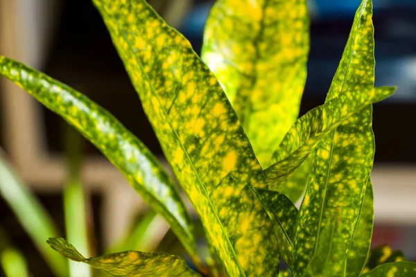 クロトンプラントは バックグラウンド 黄色と緑の色の家の植物を残す — ストック写真